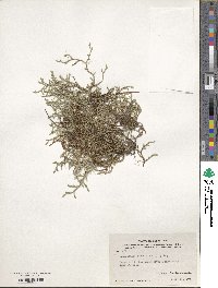 Selaginella rupestris image