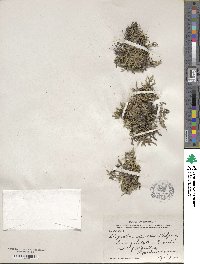 Selaginella rupestris image