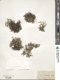 Selaginella rupestris image