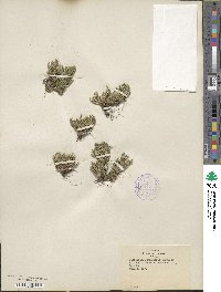 Selaginella rupestris image