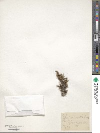 Selaginella rupestris image