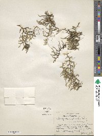 Selaginella rupestris image