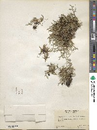 Selaginella rupestris image