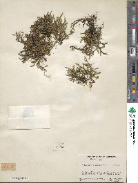 Selaginella rupestris image