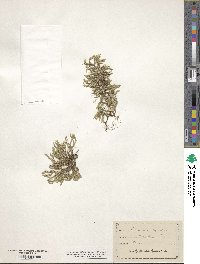 Selaginella rupestris image