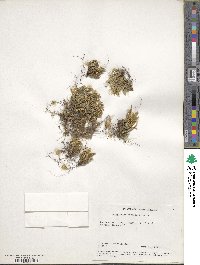 Selaginella rupestris image