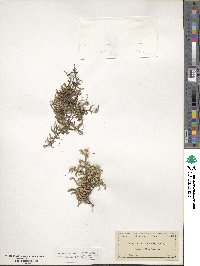 Selaginella rupestris image