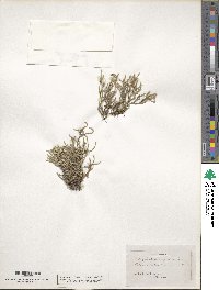 Selaginella rupestris image