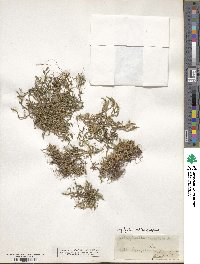 Selaginella rupestris image