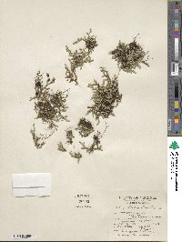 Selaginella rupestris image