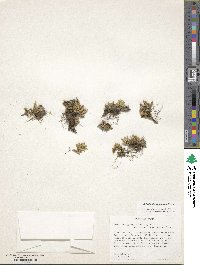 Selaginella densa image