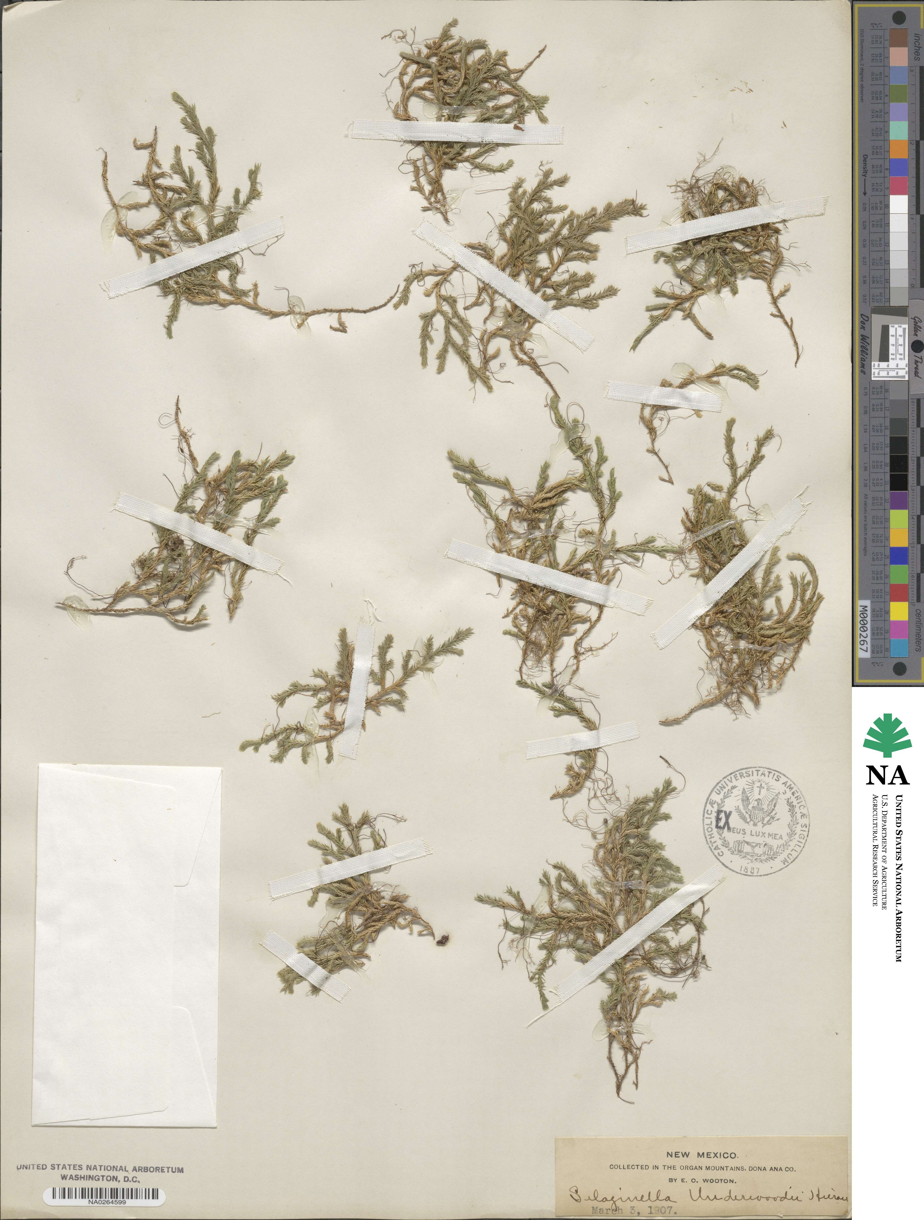 Selaginella underwoodii image