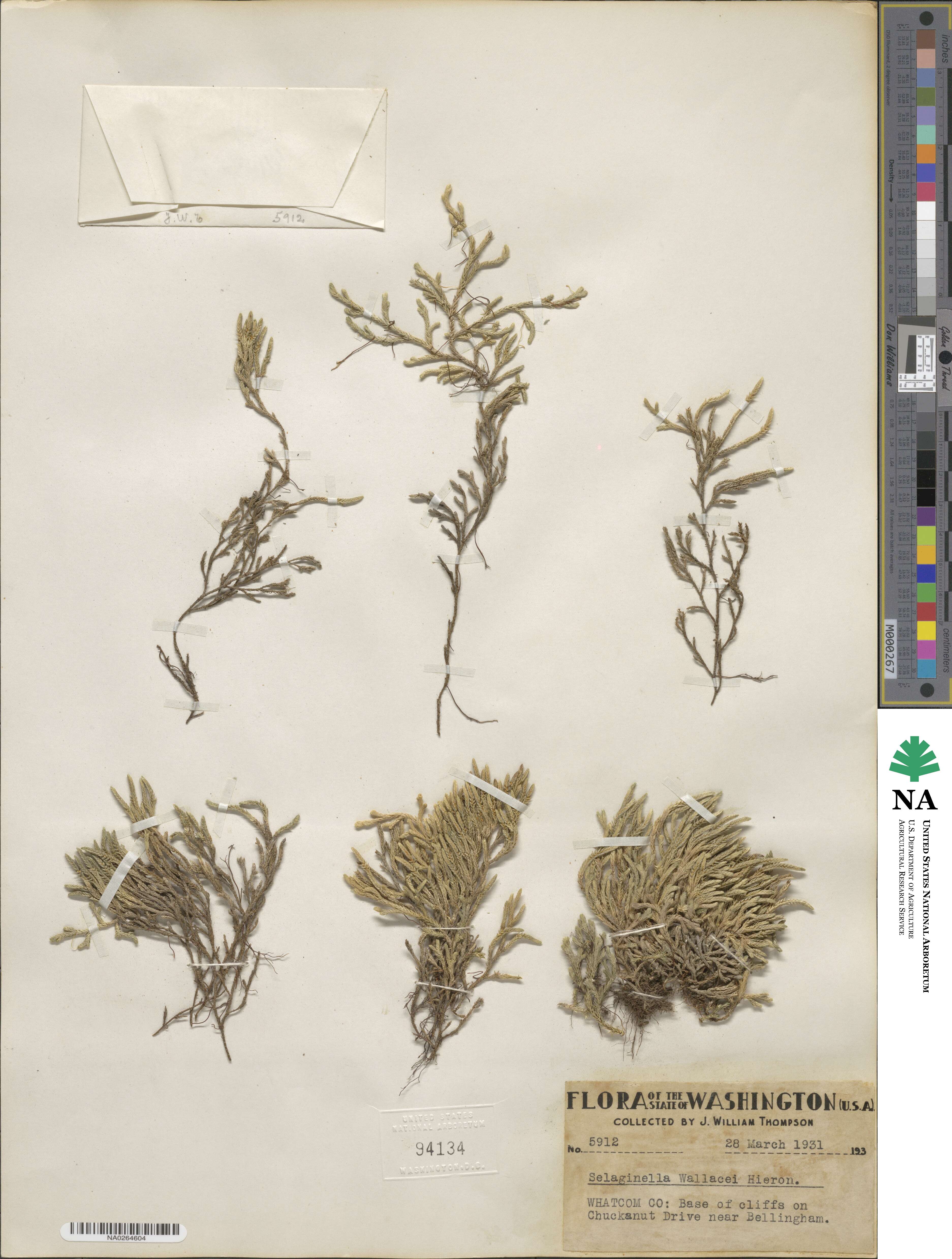 Selaginella wallacei image