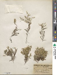 Selaginella wallacei image