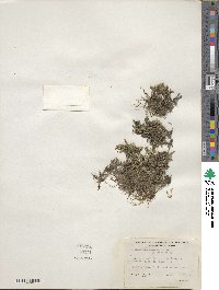 Selaginella wallacei image