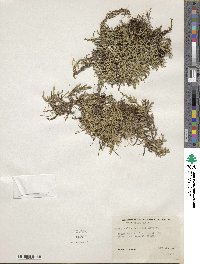 Selaginella wallacei image