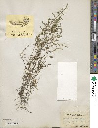 Selaginella wallacei image