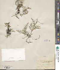 Selaginella wallacei image