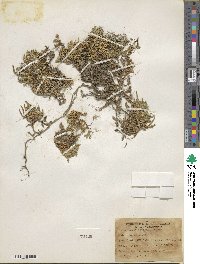 Selaginella watsonii image