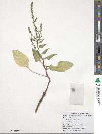 Beta maritima image