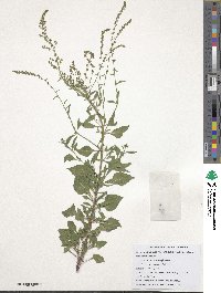 Beta maritima image