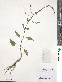 Beta maritima image