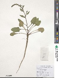 Beta maritima image