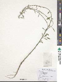 Beta maritima image