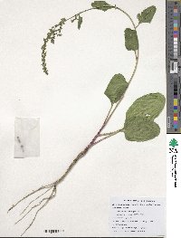 Beta maritima image