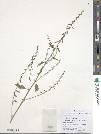 Beta maritima image