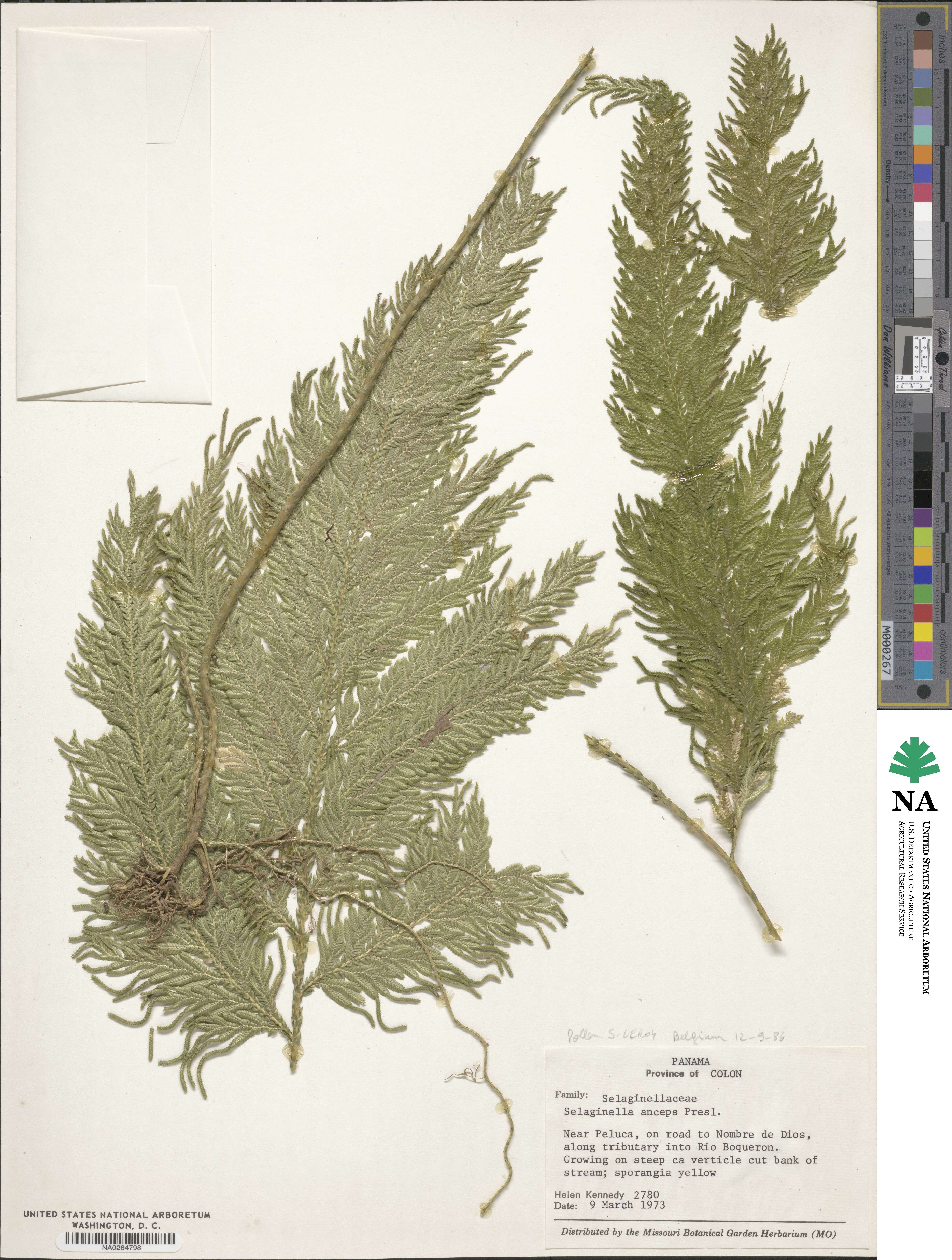 Selaginella anceps image