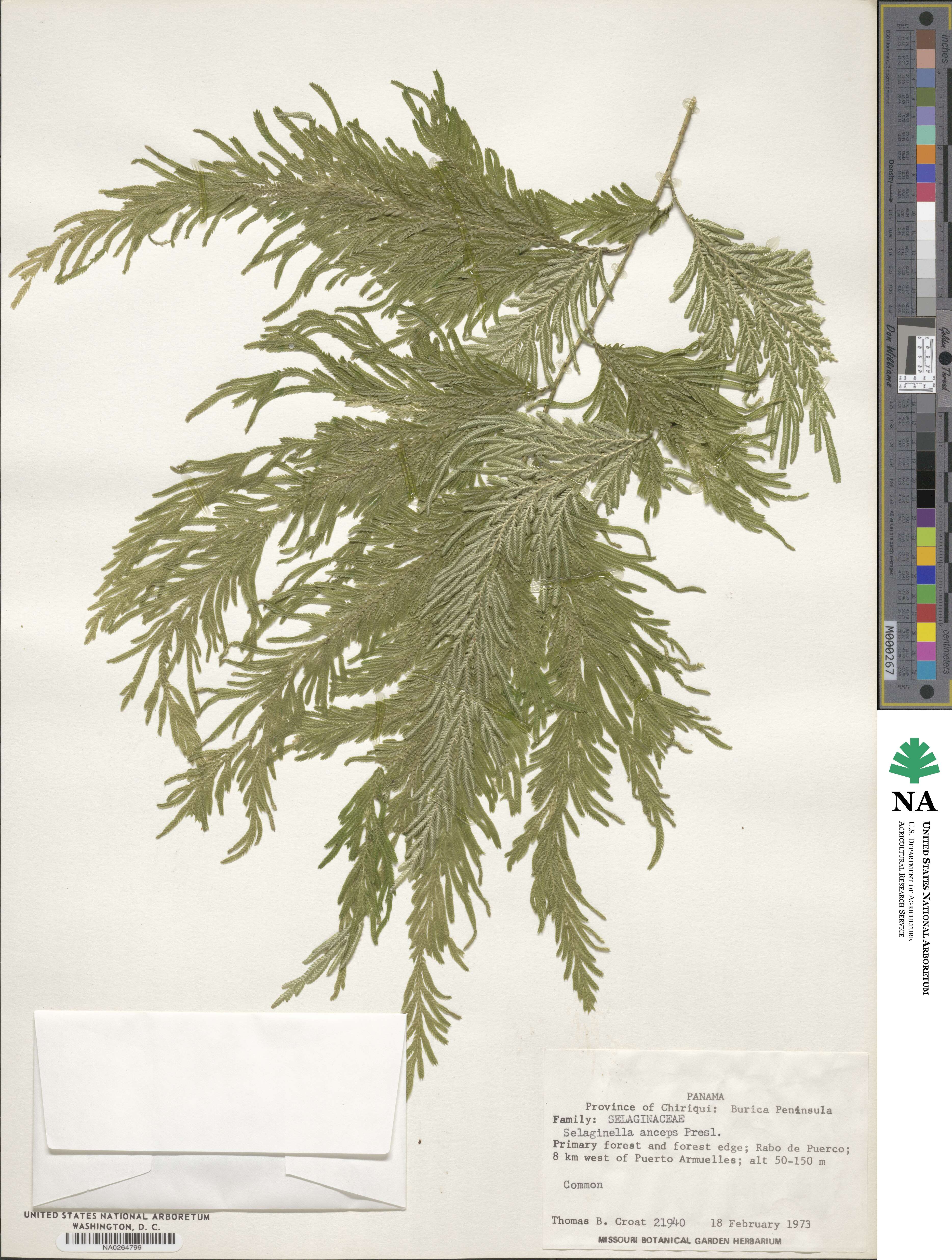 Selaginella anceps image