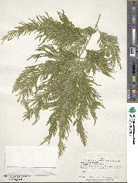 Selaginella anceps image