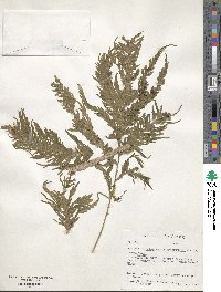 Selaginella arthritica image