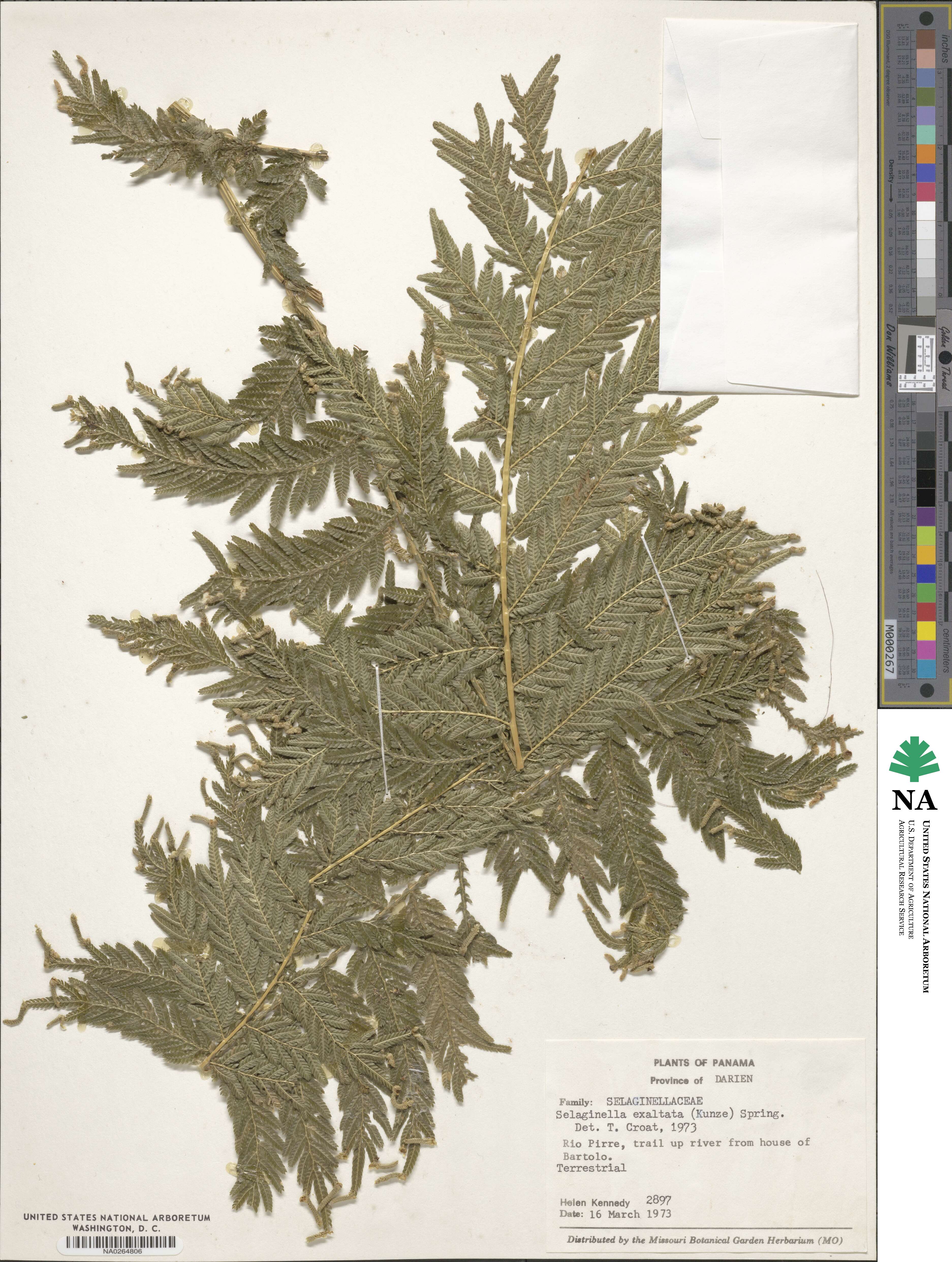 Selaginella exaltata image