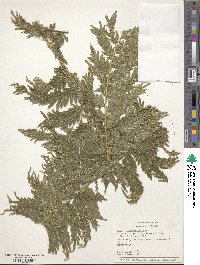 Selaginella exaltata image