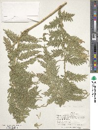 Selaginella exaltata image