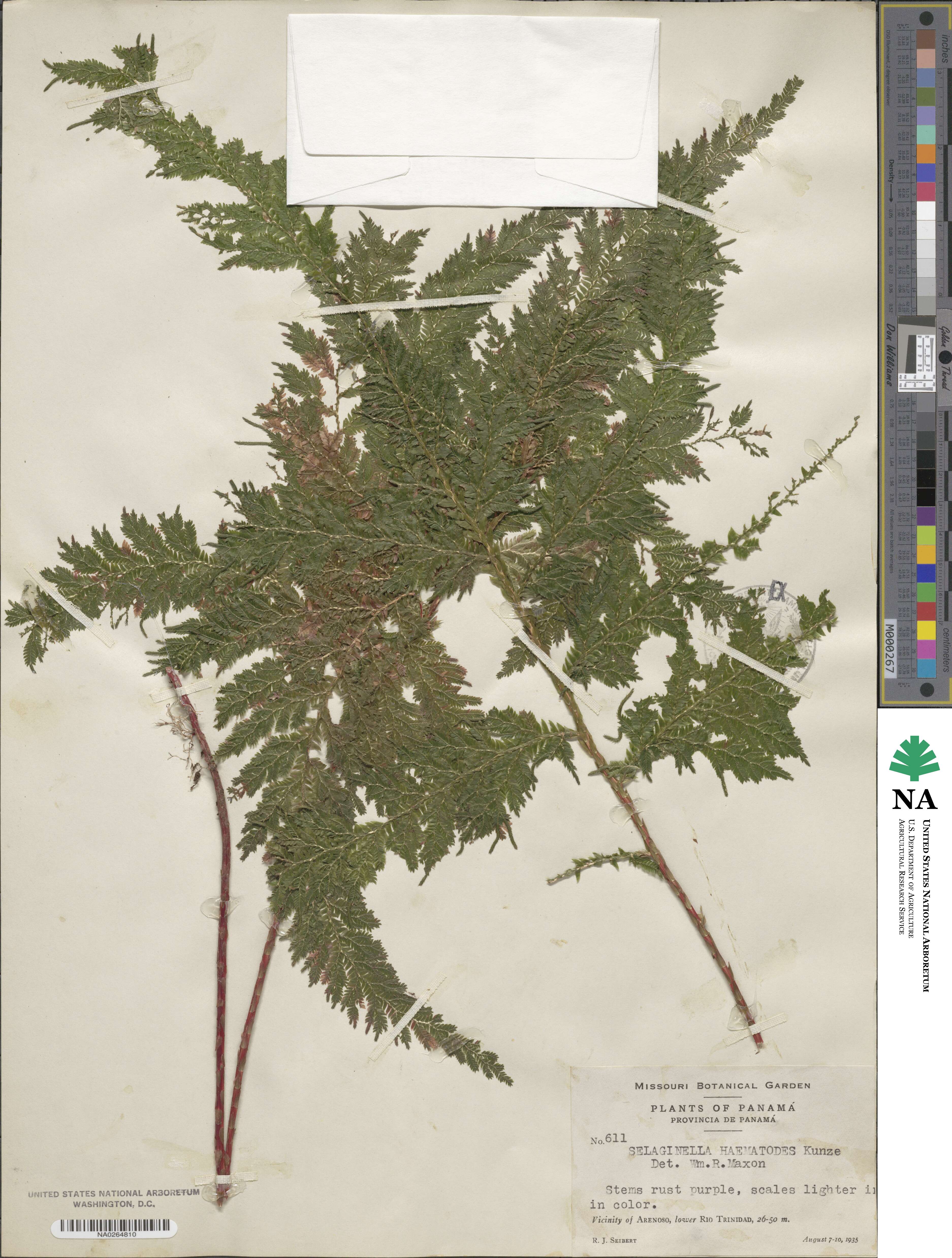 Selaginella haematodes image