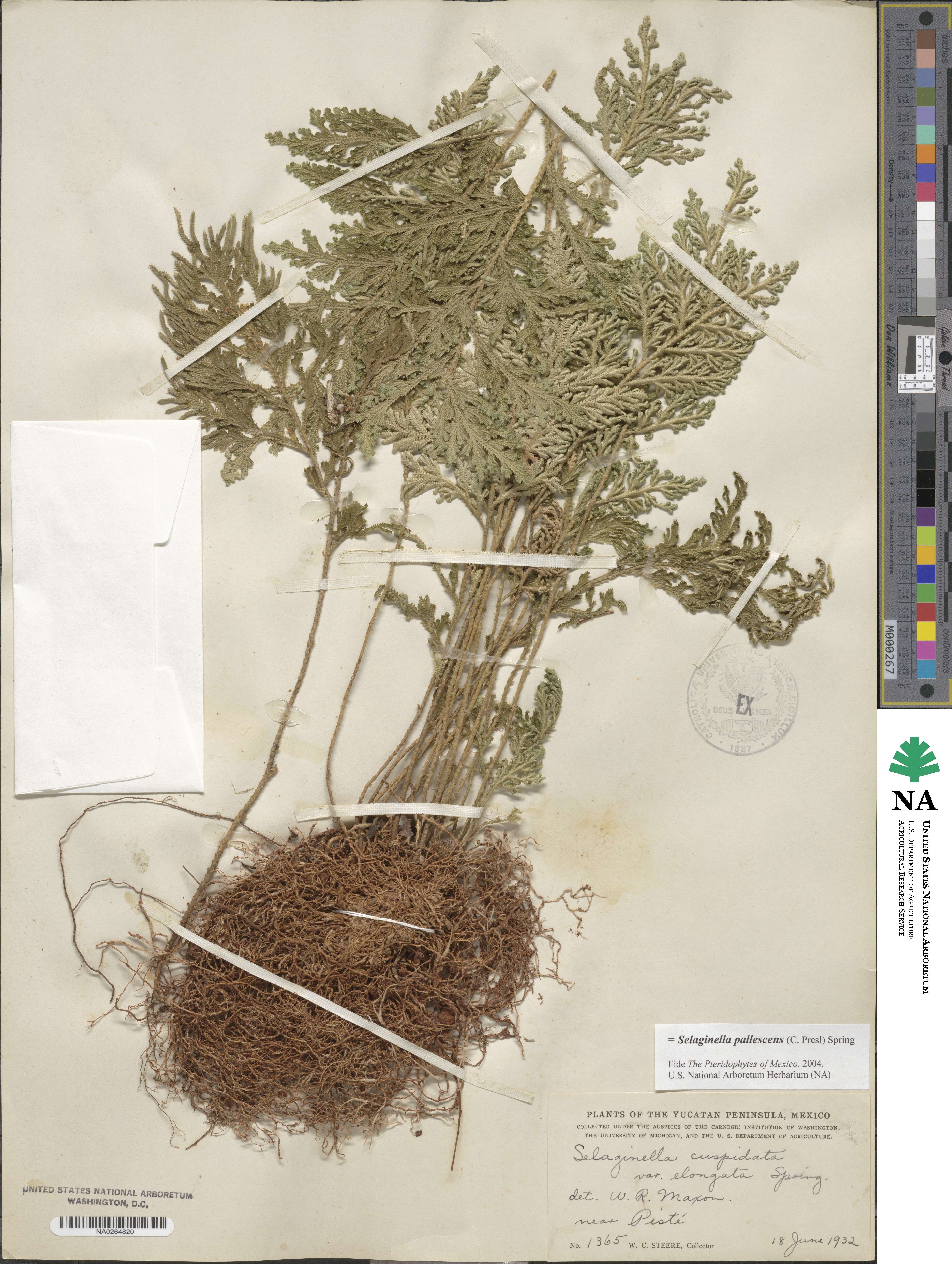 Selaginella pallescens image
