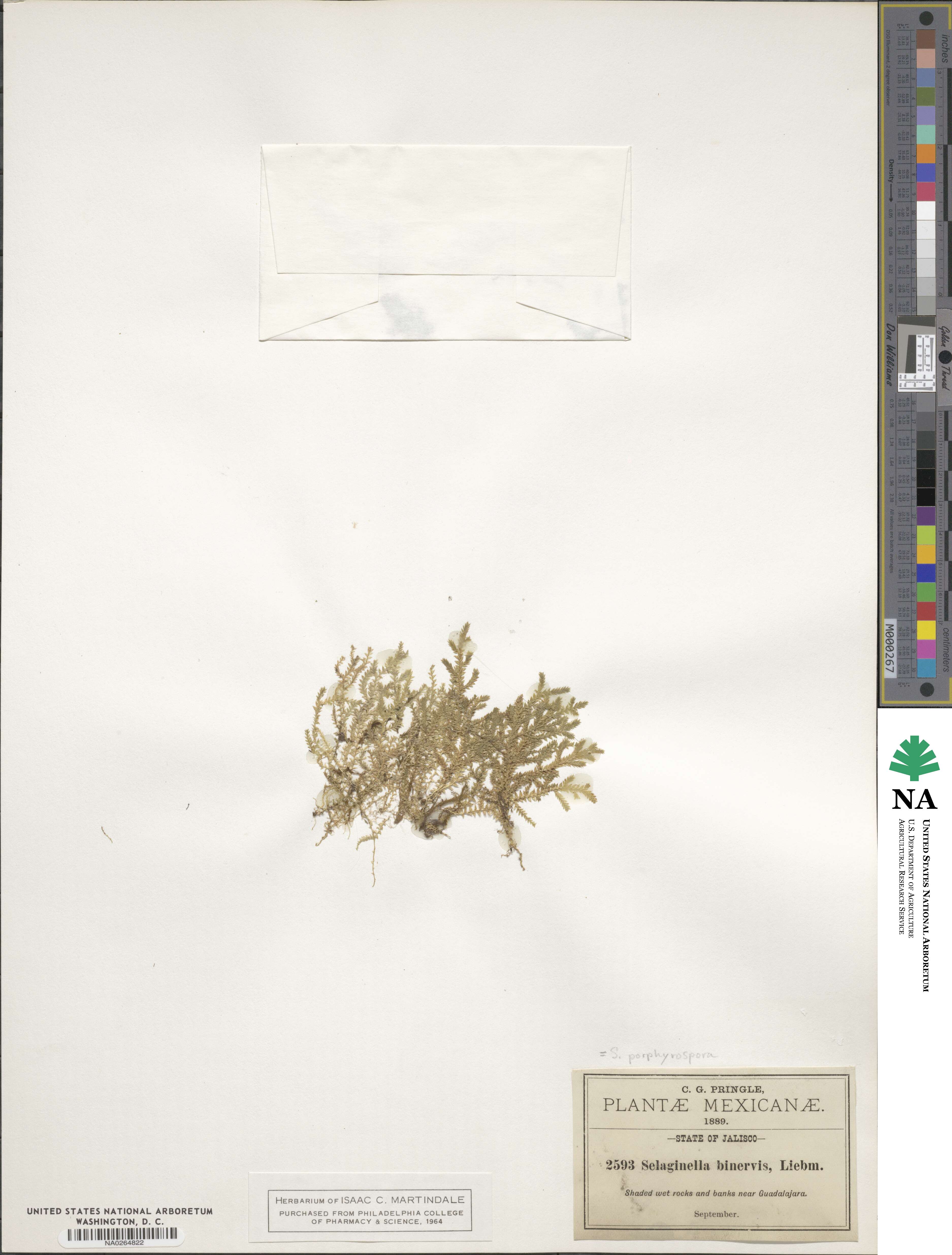 Selaginella porphyrospora image