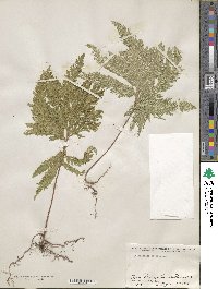 Selaginella umbrosa image