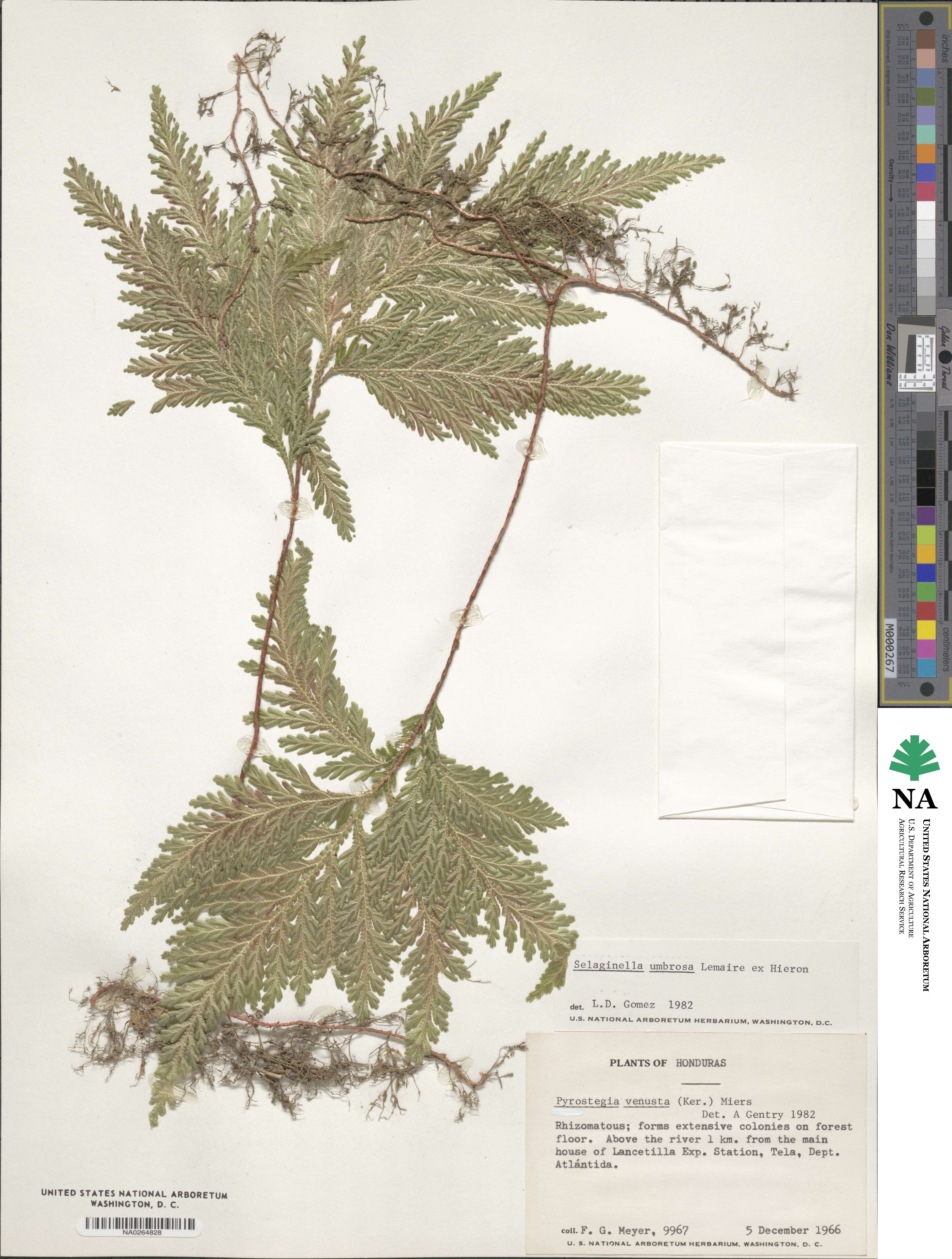 Selaginella umbrosa image