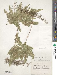 Selaginella umbrosa image