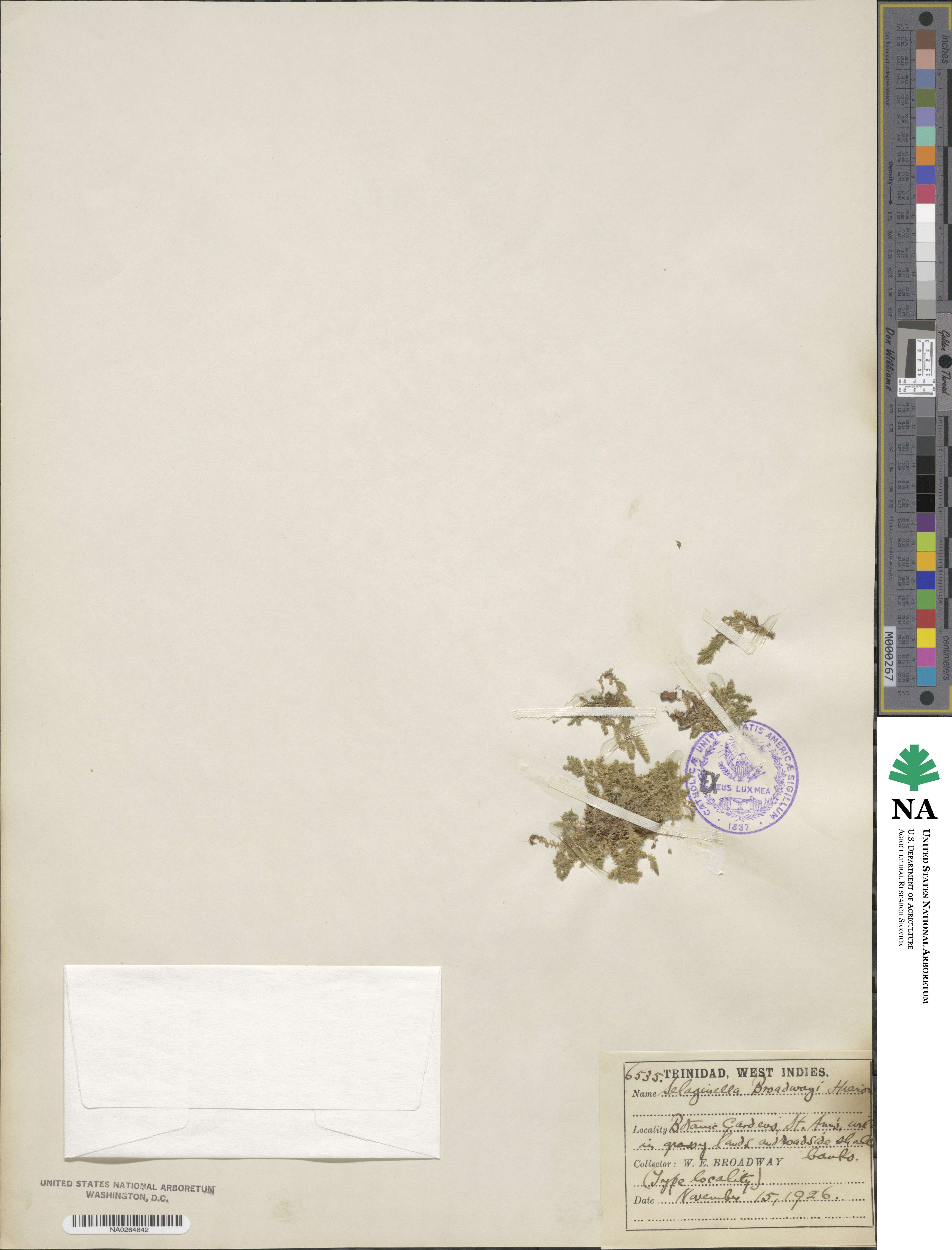 Selaginella minima image