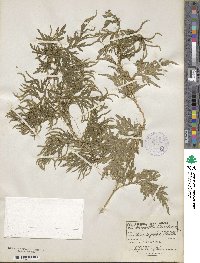 Selaginella plana image
