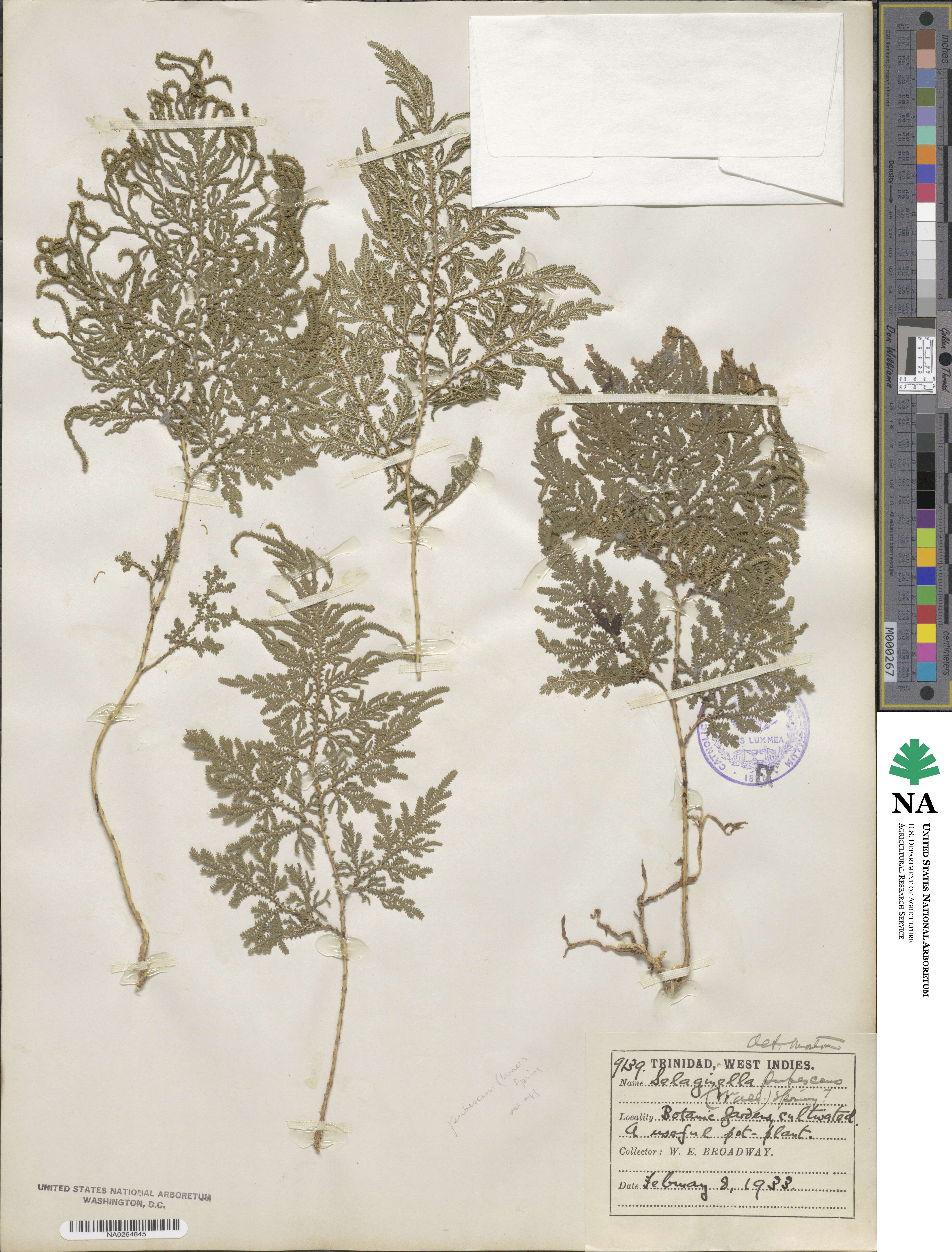 Selaginella pubescens image