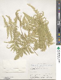 Selaginella willdenowii image