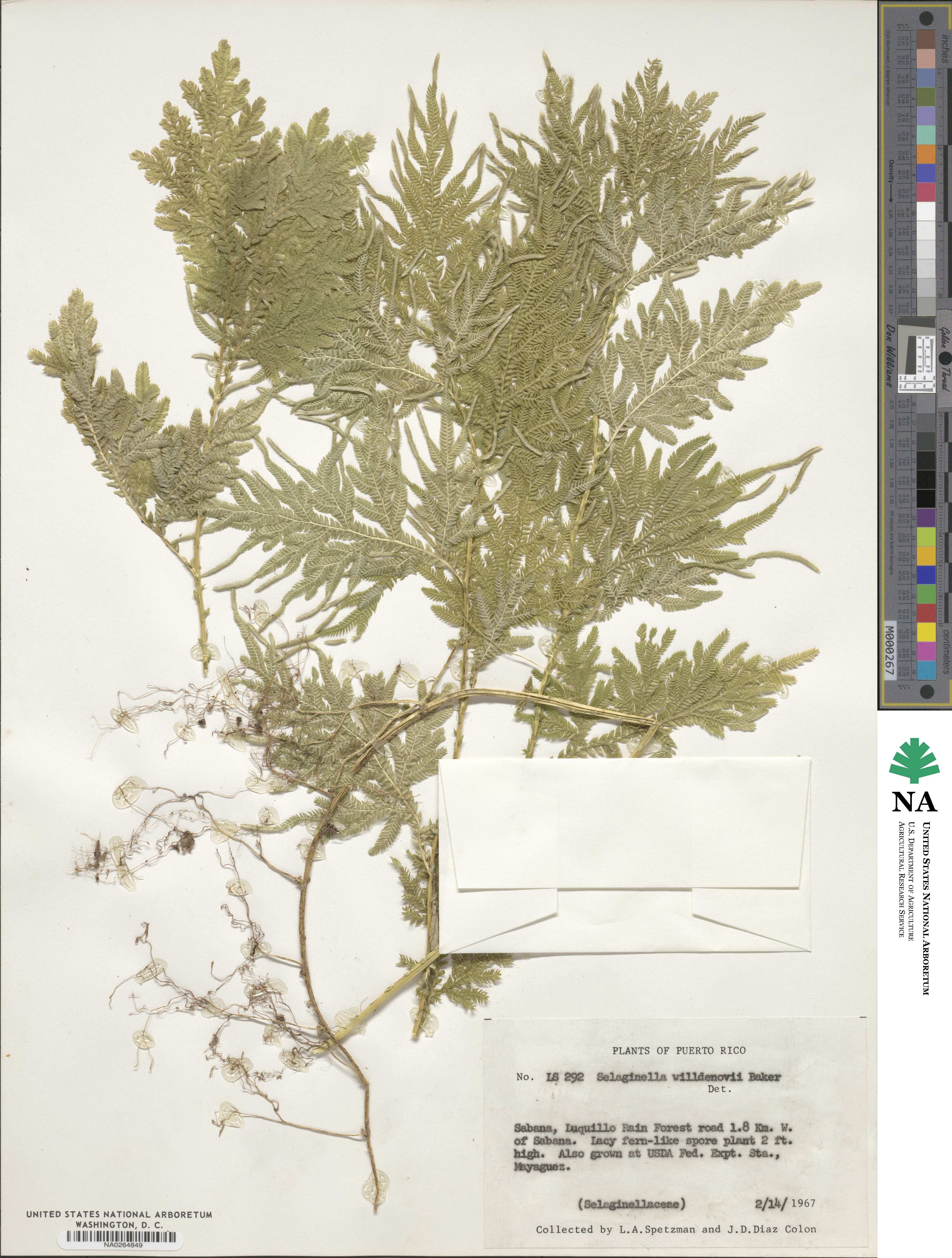 Selaginella willdenowii image