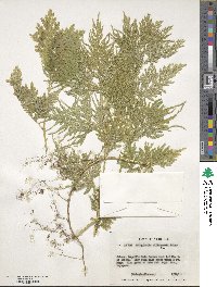 Selaginella willdenowii image