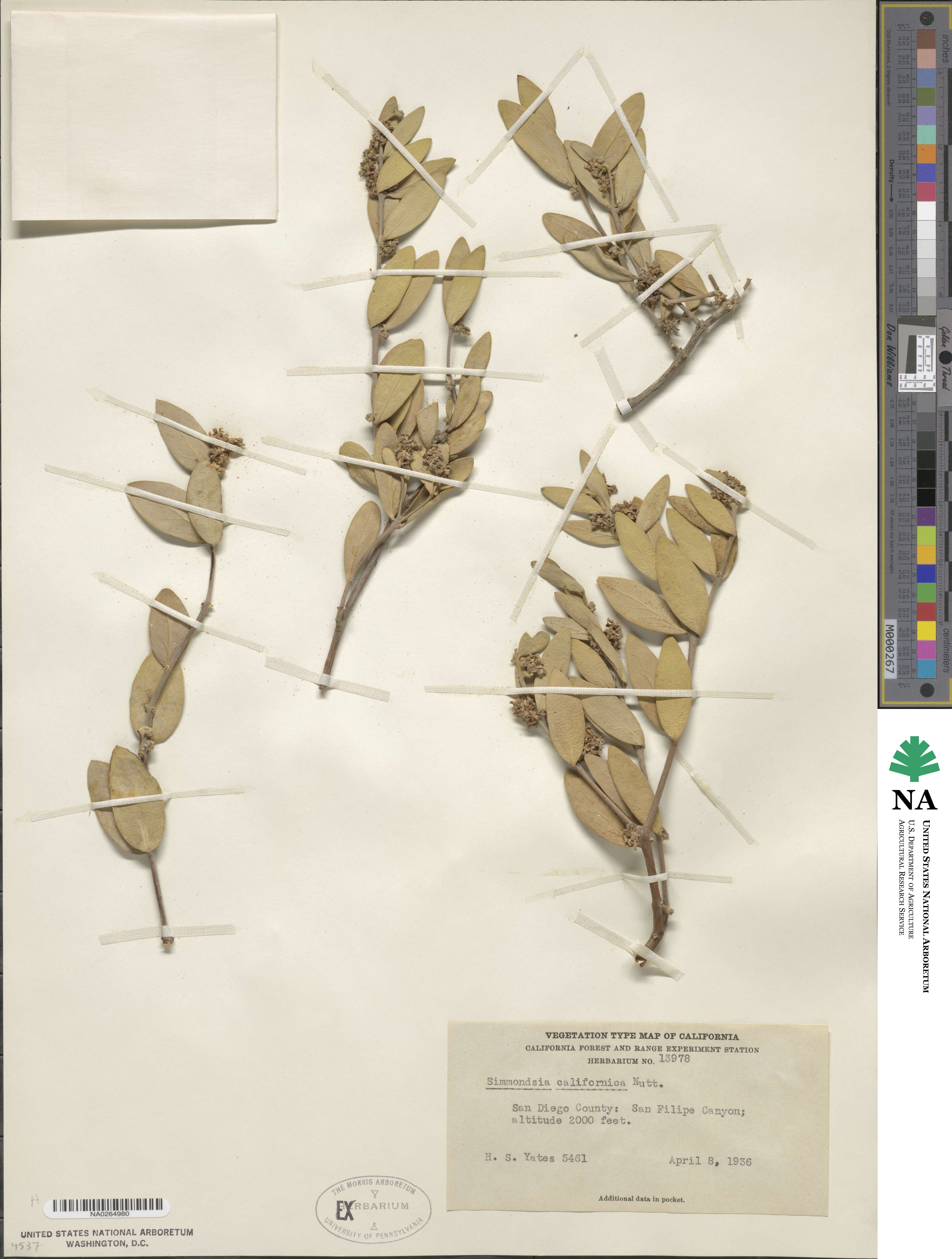 Simmondsia chinensis image